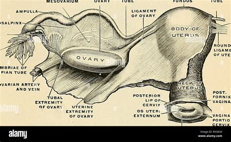 Anatomía Descriptiva Y Aplicada Anatomía El útero O Matriz órgano