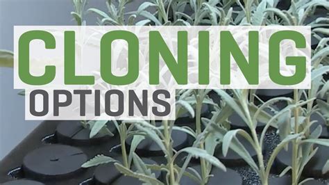 Cloning Plants—you Have Options Youtube