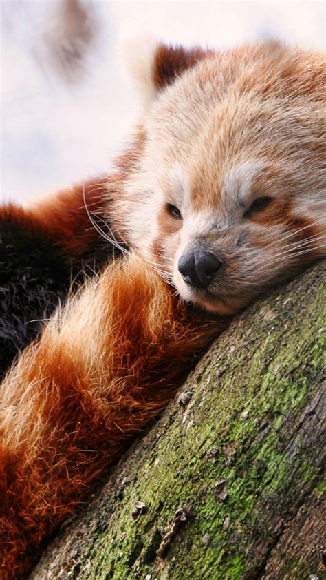 Wallpaper Red Panda Animals Winter Sleep Zoo Animals 597