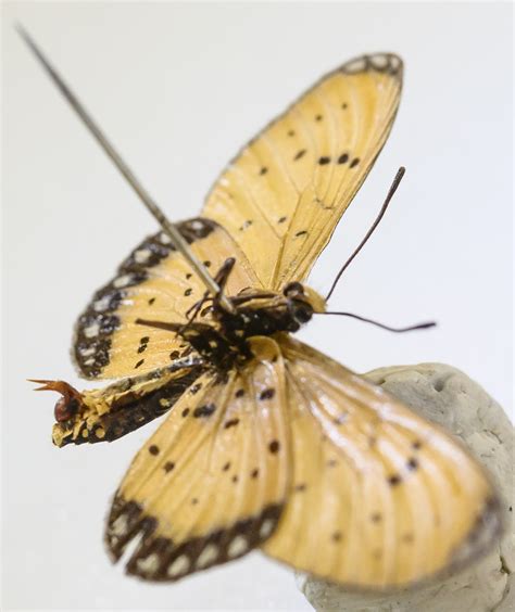 In Butterfly Battle Of Sexes Males Deploy ‘chastity Belts But Females Fight Back Research News