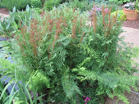 Osmunda Regalis Var Spectabilis Royal Fern Architectural Plants Plants Landscaping Tips