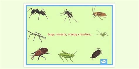 Free Printable Bugs Poster Nz Display Resources