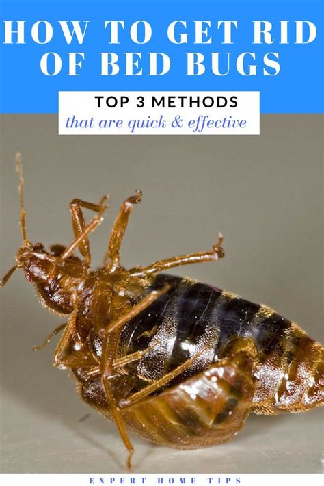 How To Get Rid Of Bed Bugs Quickly And Effectively Top 3 Methods Rid