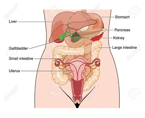 This is a laparoscopic tour of abdominal cavity anatomy. Pin on nurse Kaitlyn