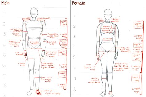 Male And Female Anatomy By Lei X On Deviantart