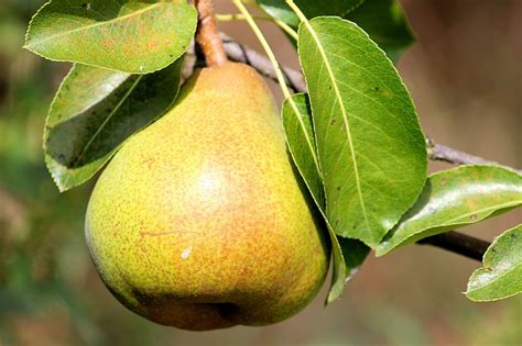 I'm sharing my favourite perennials flowers and fruit trees that i've found grow well in our. 28 Hardy Fruits You Can Grow in Zone 2 and 3 | SHIFTING ROOTS