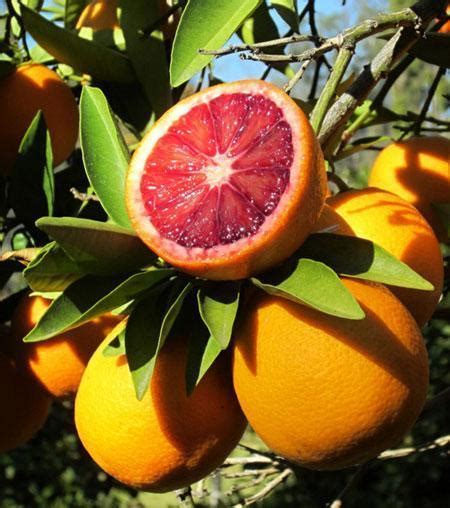 The red color comes from anthocyanins, the same compound that makes blackberries blue and red cabbage red. Moro Blood Orange Trees for Sale - FastGrowingTrees.com