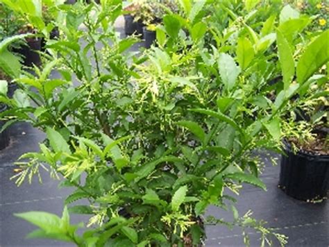 Night blooming jasmine loves the heat, so make sure you can provide for it! 6 Fragrant Plants Every Yard Needs | Florida Nursery Mart