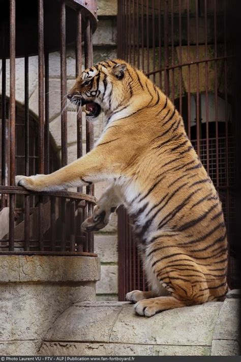 Fort boyard is a summer game show, originating in france in 1990 and, so far, running for over 30 seasons there. Nouveautés de Fort Boyard 2020