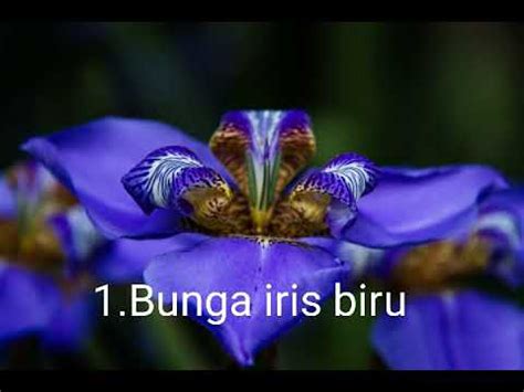 7 jenis ikan hias air tawar yang menarik untuk dipelihara 5 jenis ikan hias air tawar yang mudah dipelihara pemula &mldr; 17 Bunga tercantik di dunia! - YouTube