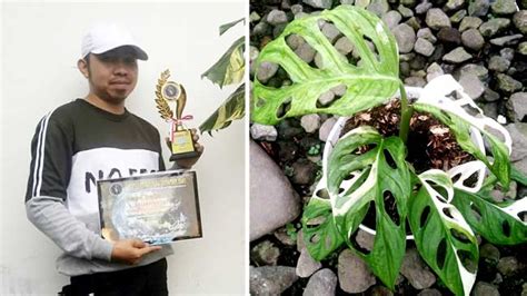 Jeff, Iwan dan Kisah Janda Bolong yang Terjual Selangit ...