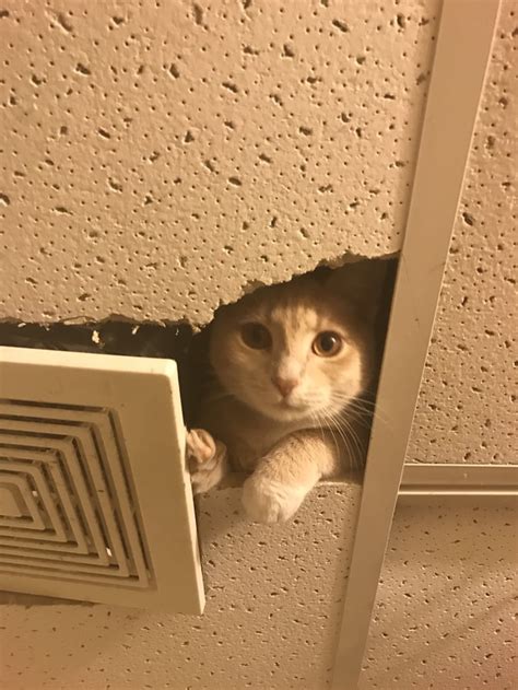 Cat climbing adjustable tower, floor to ceiling cat tower, cat tree, multiple level kitten tower, pet furniture, cat playground giftopiastore 4.5 out of 5 stars (17) Ceiling cat. - 9GAG