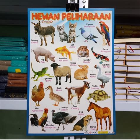 Jual Poster Edukasi Anak Belajar Hewan Binatang Jinak Shopee Indonesia