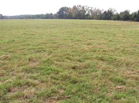 Another name for it was devil's grass because of its tendency to take over lawns. Thirty-year study looks at Bermuda grass sustainability ...