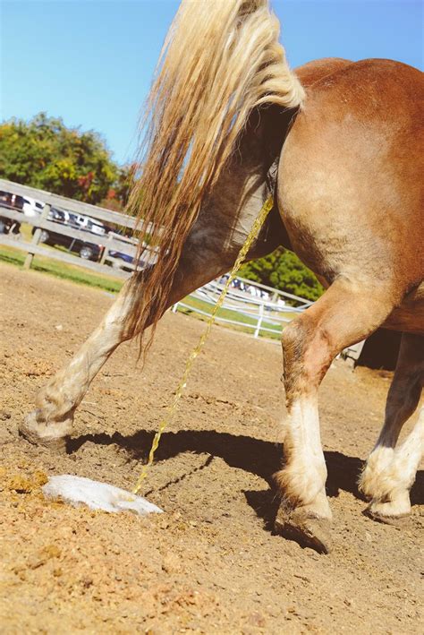 Horse Peeing Brittney Levy Flickr
