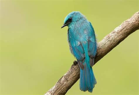A Blue Bird Sitting On Top Of A Tree Branch In Front Of A Green Background