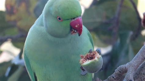 Rose Ringed Parrots Parakeets Eating Fig Tree Fruits YouTube
