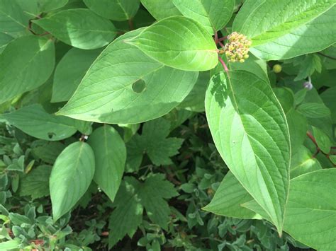 Spread out the roots as you would for planting. Help, my plants leaves are covered in tiny holes? — BBC ...
