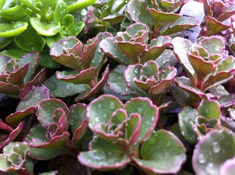 Indoor cacti are the most susceptible to red spider mites. Pin on Succulent