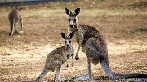10 Fakta Unik Kanguru Hewan Endemik Australia Yang Sering Jadi Daya