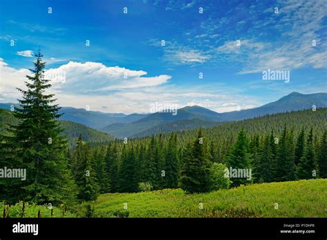 Pine Trees On Top Mountain Hi Res Stock Photography And Images Alamy