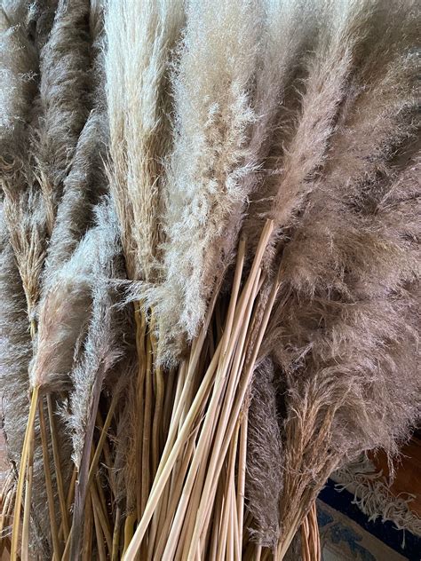 Gorgeous Fluffy Natural Dried Pampas Grass Large Etsy