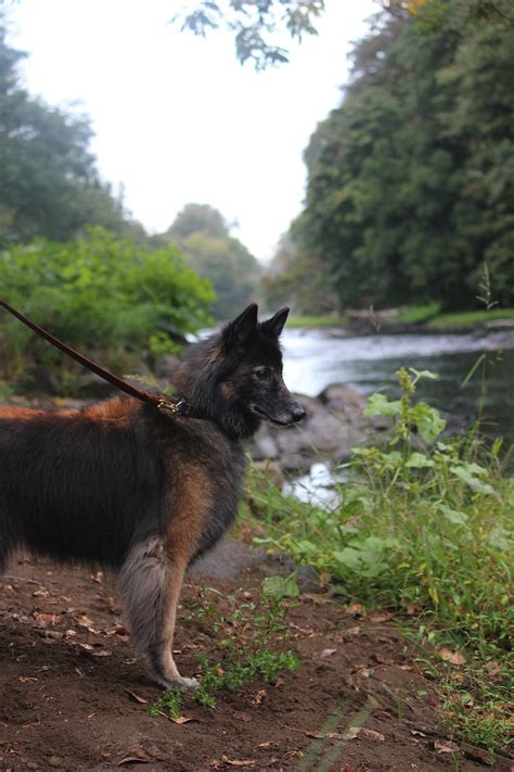 Tail Wagging Dogs | Where Training is Tail Wagging Fun!