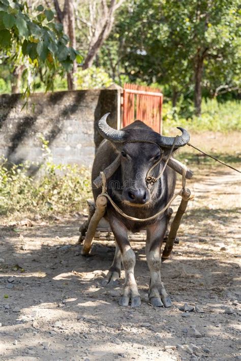 Mother Carabao Stock Photos Free And Royalty Free Stock Photos From