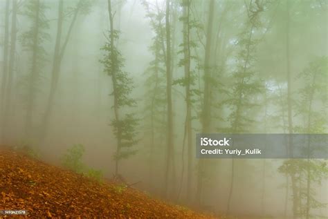 Misty Forest On Mount Slope Stock Photo Download Image Now At The