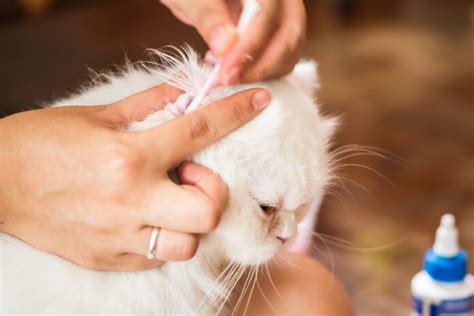 10 Best Ear Mite Treatments For Cats In 2023 Reviews And Top Picks 2024