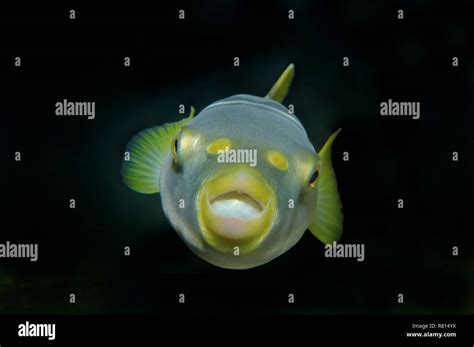 Striped Puffer Hi Res Stock Photography And Images Alamy