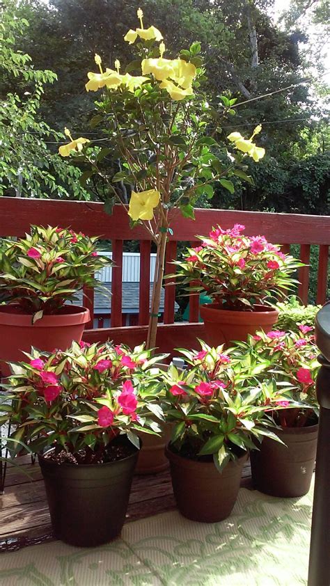 Shop qvc for an exquisite array of stunning plants, seeds, and more from one of the horticultural industry's leaders, cottage farms. Qvc beauty"s from Cottage Farms. | Qvc beauty, Plants, Garden