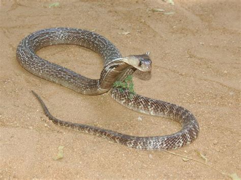 Jul 11, 2019 · often, because it's our subconscious, we don't know it's a thing we're worried about. Things That Happen When You Dream About Snakes| Is There ...