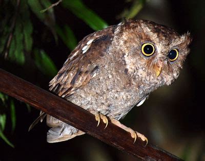 Jenis jenis tanah di indonesia berdasarkan proses terbentuknya, asal, dan kesuburannya. Jenis Burung Hantu Yang Berasal Dari Indonesia - Dunia Hewan