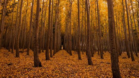 Download Wallpaper 1920x1080 Autumn Forest Foliage