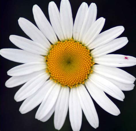 Beautiful Flower Nature Scenery Wallpapers Daisy Flower Background