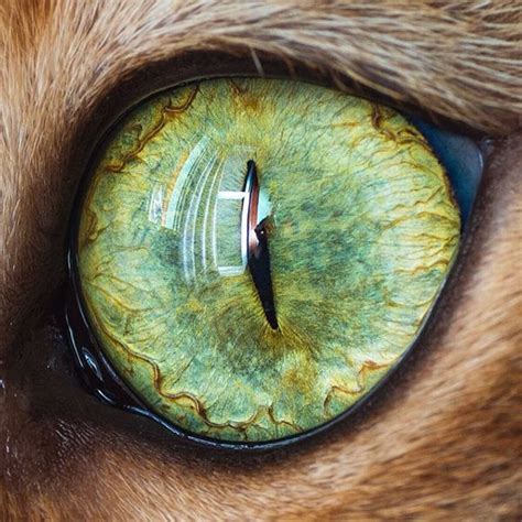 Beautiful Macro Cat Eye Photography Eye Photography Cat Photography