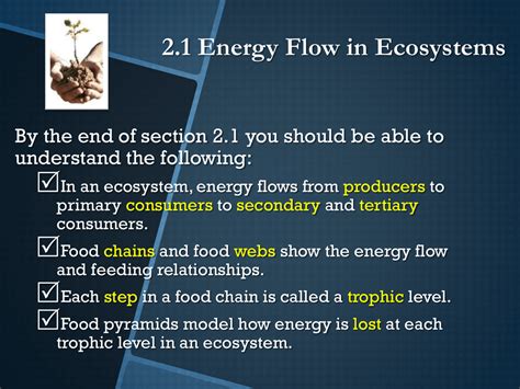 Energy Flow In Ecosystems Worksheet