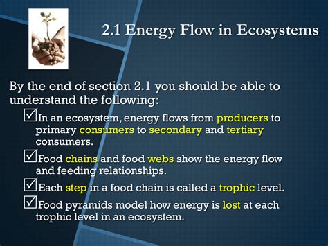 42 3.3 energy flow in ecosystems worksheet answers