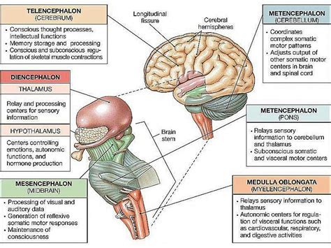 11 Ways To Improve Your Memory Brain Anatomy Brain Stem Brain