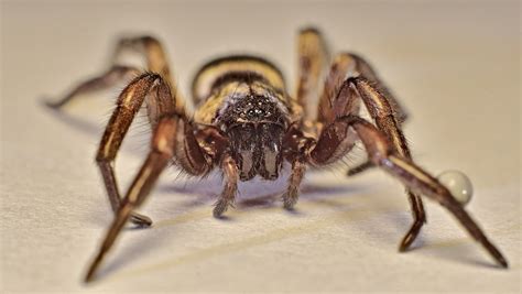 Scotophaeus Blackwalli The Mouse Spider Richard Pigott Flickr