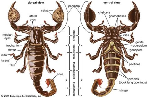 Scorpion Arachnid