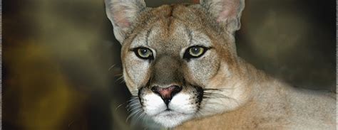 This page offers information about the florida state animal, the florida panther (puma concolor coryi), and its. Defenders Of Wildlife Needs Our Help Now To Protect The ...