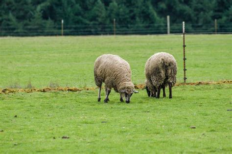 Sheep Grazing In A Green Pasture Stock Image Image Of Animal Scenery