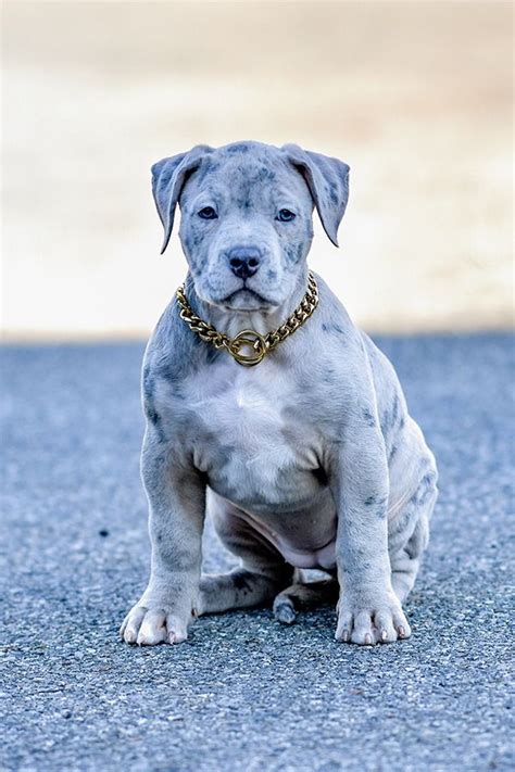 Amazing Merle Pitbill Puppies Go To Website To See More Swagkennels Com Blue Brindle Pitbull