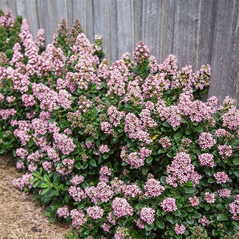 Escallonia Pink Elle Plants Richard Jackson Garden