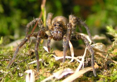 Most spiders, including tarantula, are nearly blind. Wolf Spiders—How Do They Influence Climate Change? | ZALA HUB