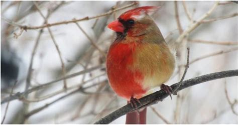 Rare Split Cardinal Makes Birdwatchers Stop And Stare