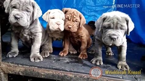 Neapolitan Mastiff Puppies For Sale In Bangalore Youtube