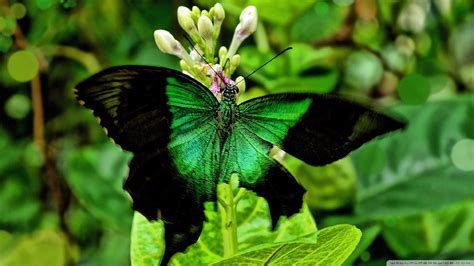Green Butterfly Wallpaper 52 Images